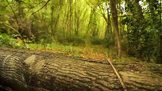 "Crafting a Hammock-Style Shelter: Solo Bushcraft Camping Adventure"
