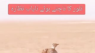 تلور کا ناچتے ہوئے نایاب نظارہ