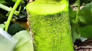 Fruit peeling skills