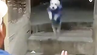 Nos amis les bêtes