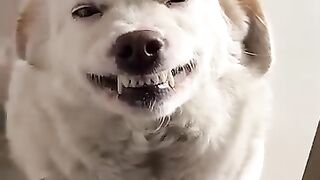 Nos amis chiens