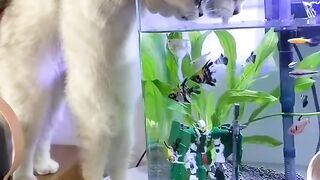Agua saborizada.