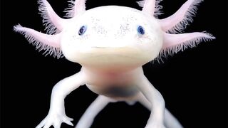 Axolotl
