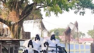 Domba dola dola