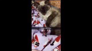 5 minutes funny cat dog compilation ???? funny animal video