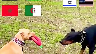 فلسطين في القلب  Palestine in heart