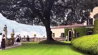 The Holm oak tree