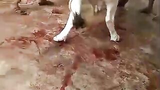 Qurbani ke liye janwar khud taiyar