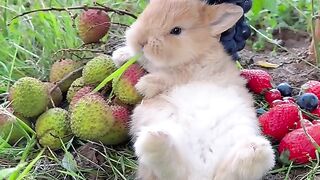 The rabbit eating grape, lichi and strawberry