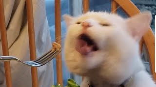 Vidéos  sur les chats et les chiens les plus drôles
