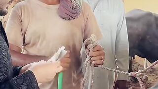 Qurbani 20