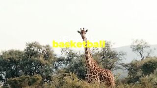 Mind-Blowing Giraffe Facts You Didn't Know