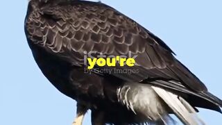 Mind-Blowing Facts About Bald Eagles!