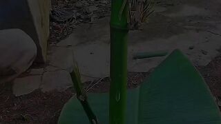 Petuk bamboo contains money
