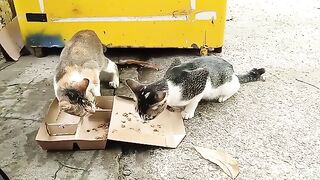 A 2 bicolor cat eating a food in a abandoned box food