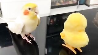 unny Bird. ????????:Bird????