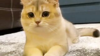 CUTE CATS MOMMENT 3 || CLIPS 2024
