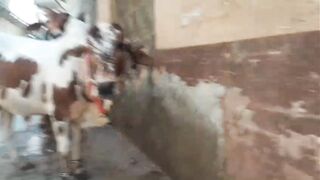 ہمارا قربانی کا جانور