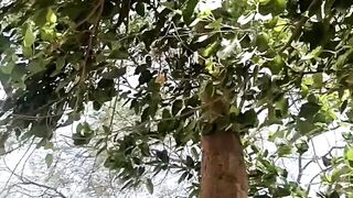 Village life 38