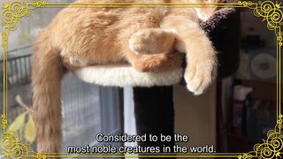 Nyaaaanvy Episode 4 English Subbed