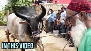 Khatarnak Chand bail ki Qurbani 2024????| Yeh kia hogaya????