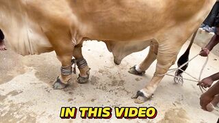 Karachi Ke Sab Se Baray Bachro Ki Qurbani || Continental bakery Gulshan || Hunain World