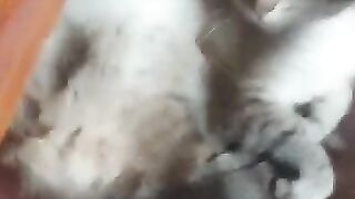 My beautiful cat Mickey is resting on the chair..
