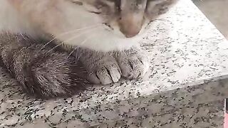 Behold the beauty and cuteness of my beautiful cat Mickey..If you love pets, subscribe to my channel for more videos!