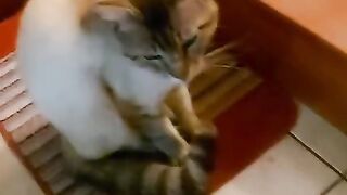 Cats like to be clean, and Mickey is no exception.If you love pets, subscribe to my channel for more videos!