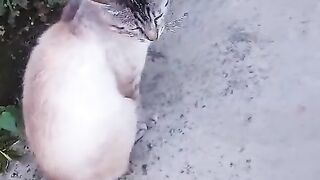 My beautiful Mickey at sunset.If you love pets, subscribe to my channel for more videos!
