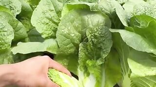 Vegetables 3