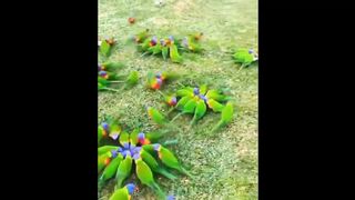 Birds are so amazing to watch????