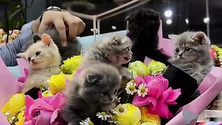 Cute cat cubs
