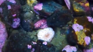 A sea cucumber opens its mouth to feed  ..  خيار البحر يفتح فمه ليتغذى