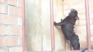 Ultimate Laugh Attack: 1 Minute of Funny