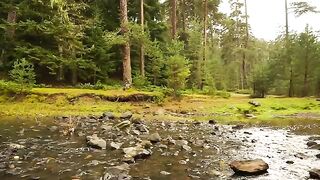 "Solo Bushcraft Adventure: Building a Natural Shelter and One-Night Wilderness Stay"