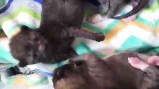 60 Sec of Meowgical Cuteness!