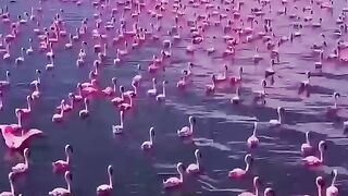 Lake bogoria in kenya????????