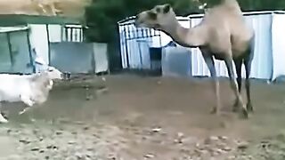 Баран_против_верблюда(480p).