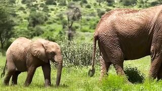 Incredible thing in Kenya