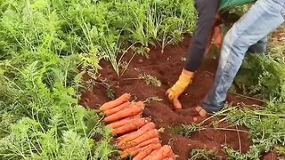 Carrot 2