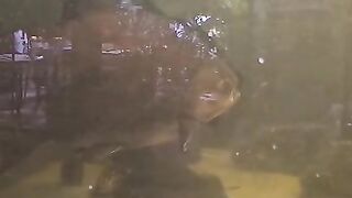 Fish tank 2
