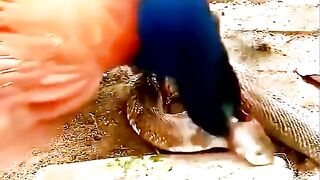 Snake in the grip of a kocal..  ثعبان في قبضة الكوكال