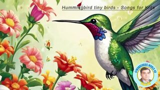 Hummingbird tiny birds - Songs for Kids