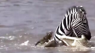 A number of crocodiles and wildebeests block the path of the strongest and fiercest zebra