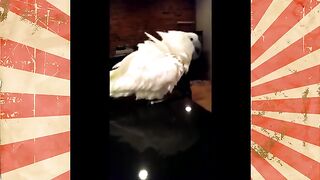 FUNNY BIRDS