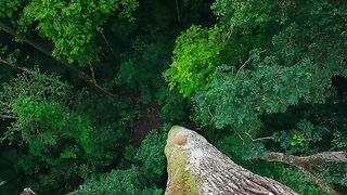 Normal forest life style