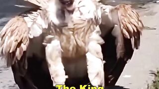 The king of dead