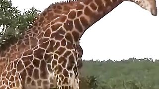 How Giraffe Fight