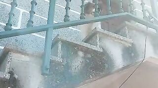 Rex likes to be on the stairs, it feels good on sunny days.If you love pets, subscribe to my channel for more videos!